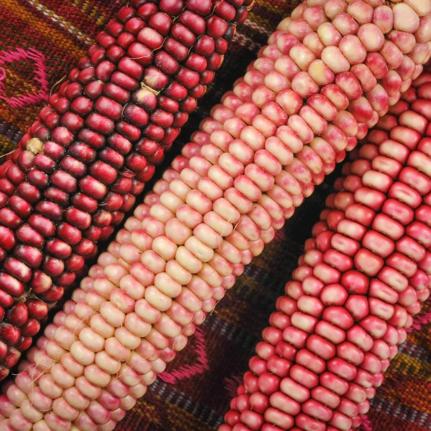 Corn Hopi Pink Flour, 75 Seeds R - £14.42 GBP