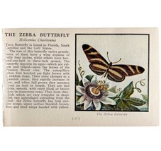 The Zebra Butterfly 1934 Butterflies Of America Antique Insect Art PCBG14B - $366.80 MXN