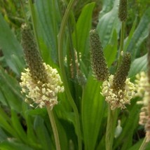 Fast Ship USA Seller English Plantain Herb Seeds Plantago Lanceolata 100... - £10.18 GBP