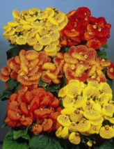 25 Pc Seeds Calceolaria Pocketbook Dainty Mix Flower, Calceolaria Seeds | RK - £12.62 GBP