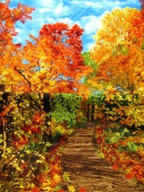 Fabric Timeless Panel &quot;A Walk in the Woods&quot; Autumn Foliage Woodsy Scene $13.50 - £10.57 GBP