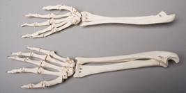 Skeletons and More SM372DR Right Forearm - $40.46