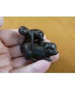 TNE-APE-MO-1) little Monkey on pig ride TAGUA NUT Netsuke nuts figurine ... - £22.05 GBP