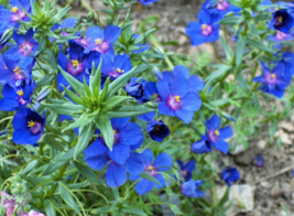 100 Pc Seeds Blue Scarlet Pimpernel Flower Anagallis Arvensis Seeds for Planting - £12.97 GBP