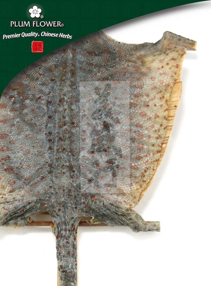 Ge Jie, unsulfured Gekko gecko