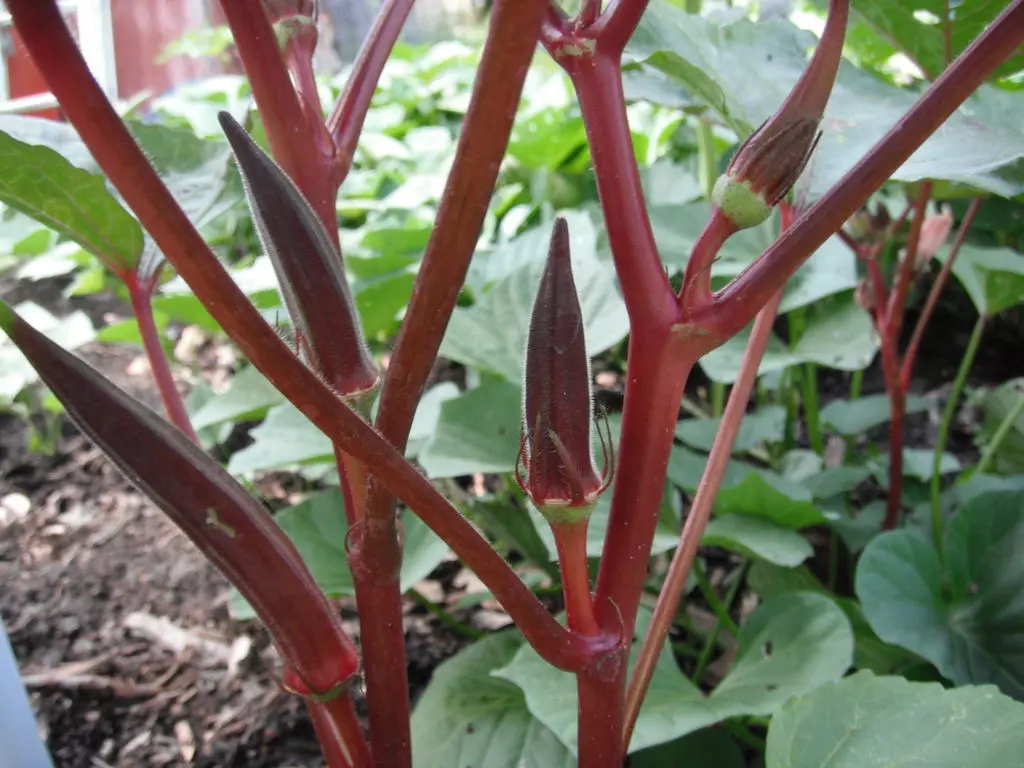 Red Burgundy Okra Seeds, NON-GMO, Heirloom - £11.53 GBP