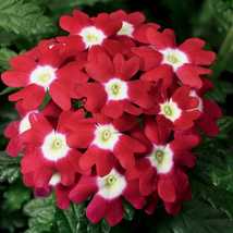 35 Verbena Obsession Flower Red With White Eye Seeds Deer Resistant Perennial - $17.96