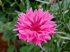 LWSTORE 500 Pink Cornflower Seeds Bachelor Button Cut Dried Flowers Garden Conta - £8.03 GBP