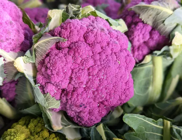 25 Purple Cauliflower Violet Queen Brassica Oleracea Botrytis Vegetable ... - £6.27 GBP