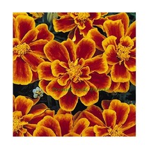 Premier Seeds Direct MAR09F 0.2 g Marigold Dwarf French Durango Seeds - ... - $7.00