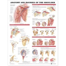 Anatomy And Injuries Of The Shoulder Chart: (laminated) () - £30.13 GBP