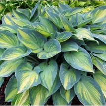 Hosta June 3 Inch Pot Size Starter Plant Plant Garden - $6,072.63 MXN
