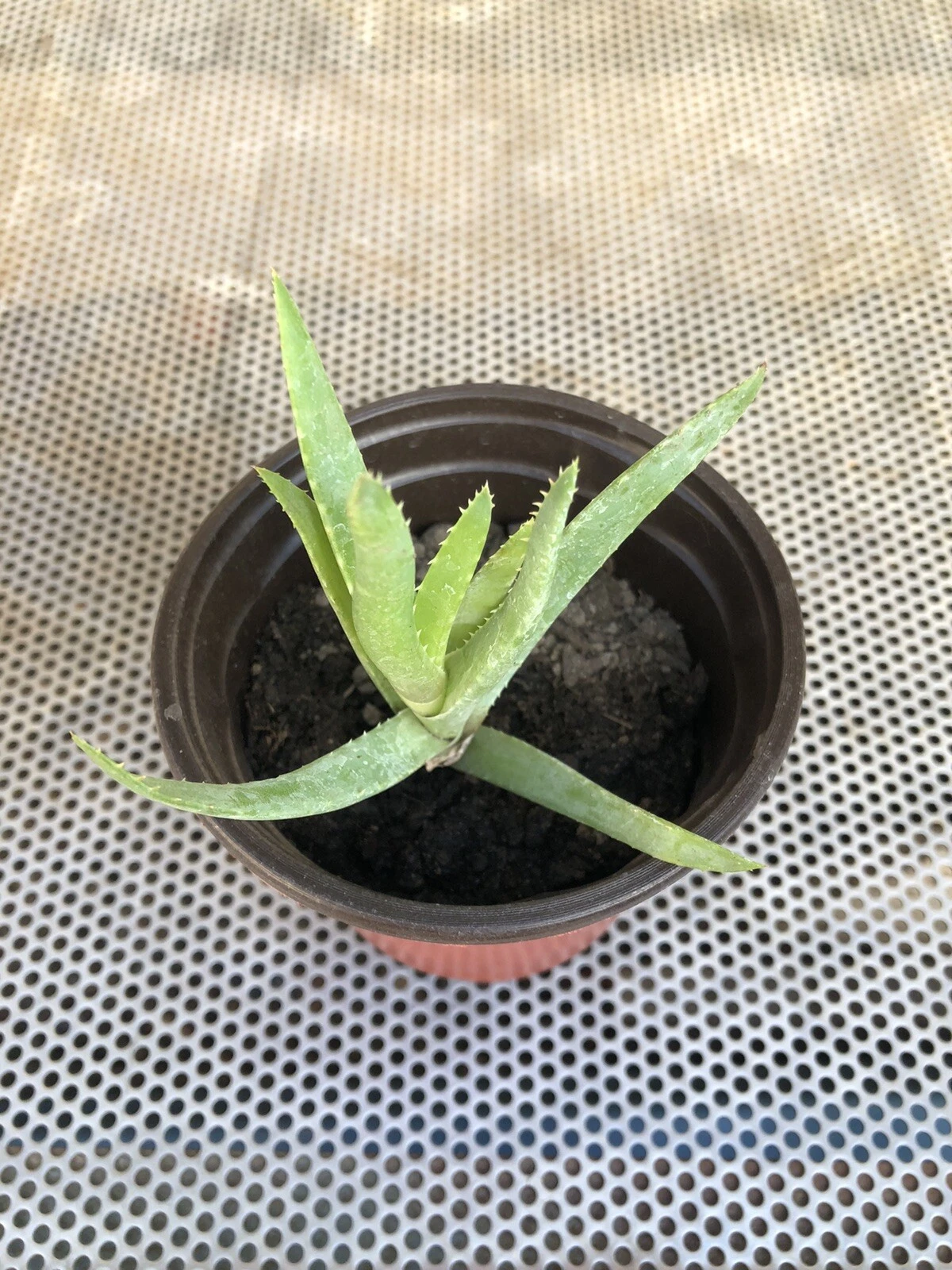 Rooted Aloe Vera Plant With Pot Vera Barbadensis Live Plant - $35.63