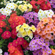 50 Coral Reef Phlox Seeds Flower Perennial Seed Flowers Bee Butterfly - $11.73