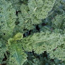 Dwarf Blue Curley Scotch Kale Seeds Organic Gardening Fresh USA Shipping - $7.96