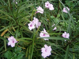 Ruellia Brittoniana Chi Chi Mexican Petunia 10 Seeds Fresh Gardening USA SELLER - £13.15 GBP