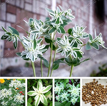 50 Pcs Euphorbia Marginata Pursh Ever Green Leaf Snow On The Mountain Fo... - $6.46