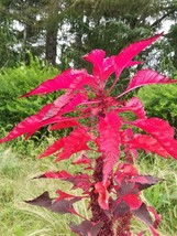 Flaming Fountain Flower 600 Red Amaranthus Seeds Amaranthus Flower Seed - $82.38 MXN