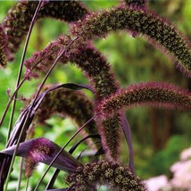 25 Red Jewel Millet Setaria Italica Ornamental Grass Flower Seeds Fast Ship Fres - £11.47 GBP