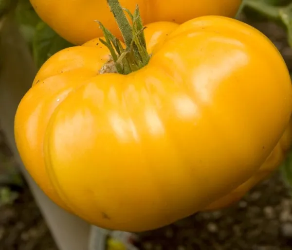 Yellow Brandyvine Tomato Seeds Large Solid Great Slicer 15 Per Pkt . Fresh Garde - $6.98