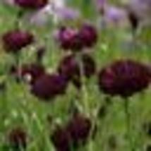 200 Seeds! Cornflower / Bachelor&#39;s Button ALMOST BLACK Purple Spring Non-GMO - £9.48 GBP