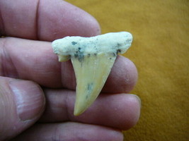 (s309-2) Extremely Rare 1-1/2&quot; Fossil Salmon Shark Cretolamna Tooth from Morocco - £46.96 GBP
