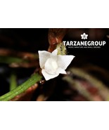 CERATOSTYLIS PHILIPPINENSIS MINIATURE ORCHID XL POTTED - $43.00