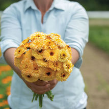 Apricot Beauty Calendula marigold Seeds, Calendula marigold Flower Seeds  - £10.95 GBP