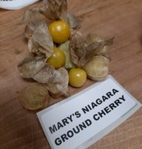 Mary&#39;s Niagara Ground Cherry - Physalis pruinosa - 20+ seeds - So 087 - £1.17 GBP