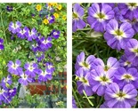 50 Seeds Tropaeolum tuberosum/Nasturtium-blue colored Seeds Fresh Garden - $34.93