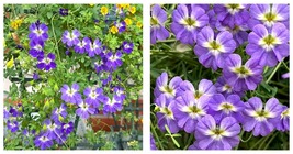 50 Seeds Tropaeolum tuberosum/Nasturtium-blue colored Seeds Fresh Garden - $34.93