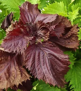 Red/Purple Shiso (Perilla) Seeds Asian Herb Tasty Half Gram 100+ Seeds Fresh - £7.13 GBP