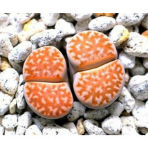 NEW 100pcs Lithops julii C218A Succulents Garden Plants - Seeds - £7.50 GBP