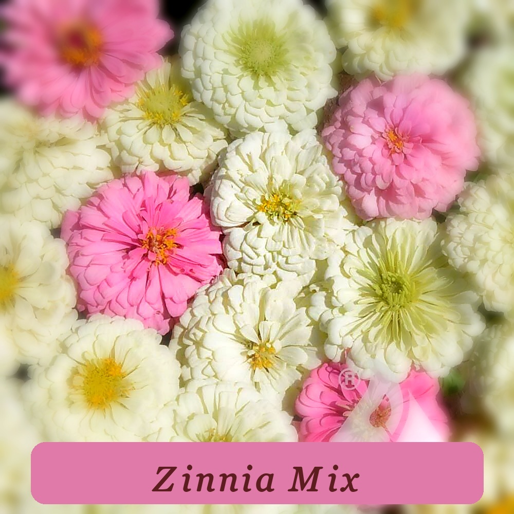 Zinnia Blushing Bride Ready To Bloom Mix Cut Flowers Pollinators Weddings - $5.57