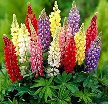 BStore 50 Seeds Lupine Seeds Beautiful Mix Color Flower Plant  - £6.82 GBP