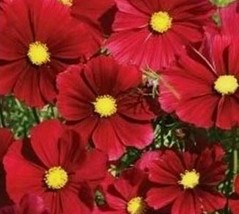 Beautiful Cosmos Dazzler Flower Seeds 10 SeedsFrom US  - £6.62 GBP