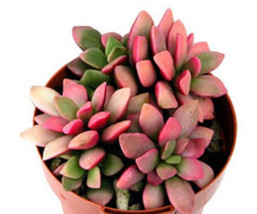 HOT Anacampseros rufescens @@ variegated multy color leaves variegata se... - $19.00