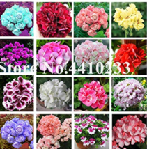 New Fresh 50 Pcs Mini Geranium Seeds 23 Colors Flower Perennial Seeds Pelargoniu - £7.93 GBP