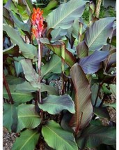 Canna Indica Red Edible And Beautiful 5 Seeds #GRG03 - $18.17