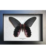 Papilio Alcmenor Mountain Swallowtail Butterfly Framed Entomology Shadowbox - $59.00