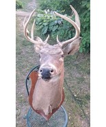 Shoulder Mount 8 Point White Tail Deer Real Antler Buck Doe Taxidermy 1960s - £373.79 GBP