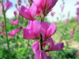 50 Utah Northern Sweetvetch Seeds Native Wildflower Drought Heat Cold Po... - £9.38 GBP