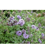 Pennyroyal - Delicious spice and tea - 100+ seedsF187 - £0.79 GBP