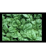 MX Bloomsdale Spinach 30 Seeds Longstanding Slow Bolt Heirloom Non GMO B... - $10.09