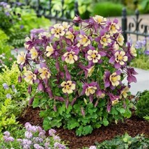 Aquilegia Seeds 25 Earlybird Purple And Yellow Columbine Seeds Perennial Seeds F - £17.12 GBP