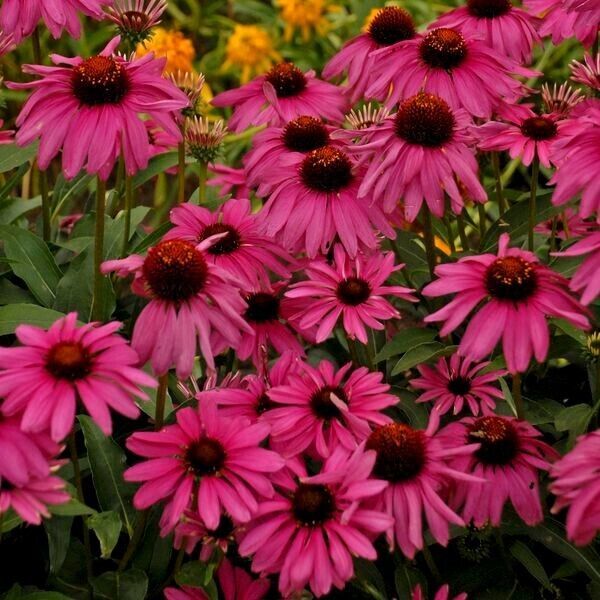 50 Purple Emperor Coneflower Echinacea Flowers Flower Perennial Seeds - $15.99