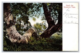 Neath the Trees Sycamore Canyon Santa Barbara California CA UNP DB Postcard Q20 - £7.92 GBP