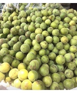 Meliccocus bijugatus - &quot;Kenip or Spanish Lime&quot; 25 seeds - $8.95