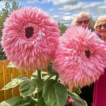 50 PCS Pink Giant Teddy Bear Sunflower Seeds - $14.30 CAD