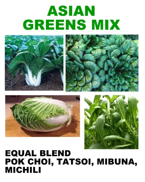 250 Asain Greens Mix Michili Mibuna Tatsoi &amp; Pok Choi Equal Parts Blend ... - £4.63 GBP